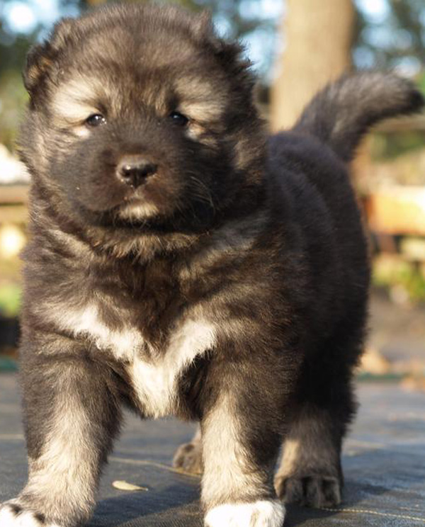 russian mountain dog for sale