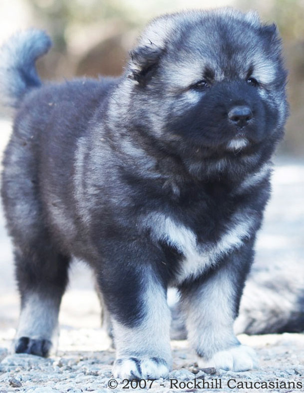 blue caucasian shepherd